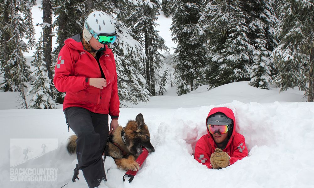 Avalanche Dog