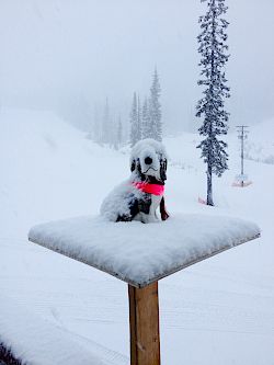 Powderhound - March 29, 2015