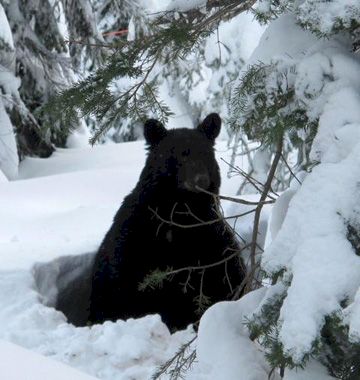 Bear on Glory