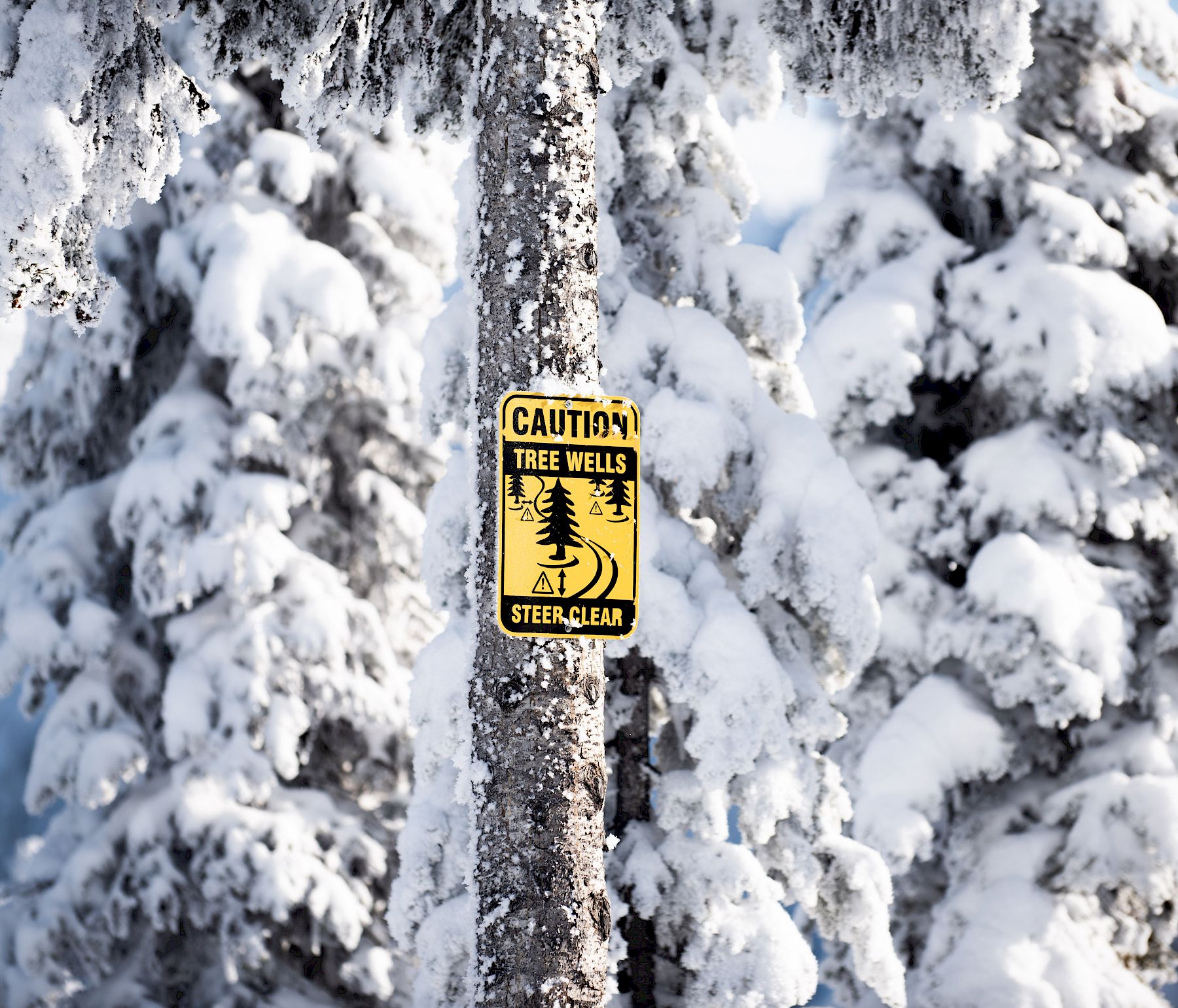 Tree Well Safety